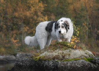 Pyrenees mountain dog in autumn forest.