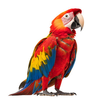 Scarlet macaw side isolated on transparent or white background, png