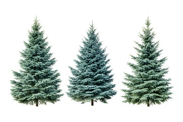 Fototapeta premium Set of 3 picea pungens colorado blue green spruce eve isolated on transparent or white background, png