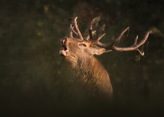 Close-up portrait of a roaring red deer.