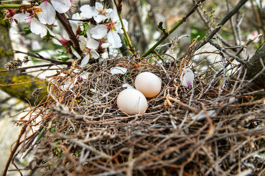 The collared turtle dove (Streptopelia decaocto) nest with two porcelain white eggs on a flowering bitter almond tree (Amygdalus communis). Crimea