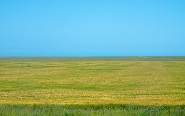 Obraz premium Spring fields of grain, wheat-land in the flat steppe - long journey