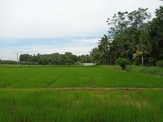 Paddy field Beauty. Green agriculture fields at the Dutch countryside around Tile. Rice fields nature photo. Majestic Landscapes of Sri Lanka. Breathtaking Beauty Capturing the Serene Essence Nature