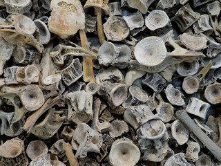 入江・高砂貝塚から出土した魚の骨