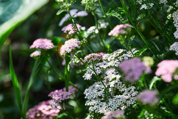 Close-up of blooming pink and white yarrow flowers