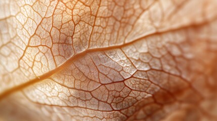 Obraz premium Close-Up of Intricate Veins and Textures on Dried Leaf Surface