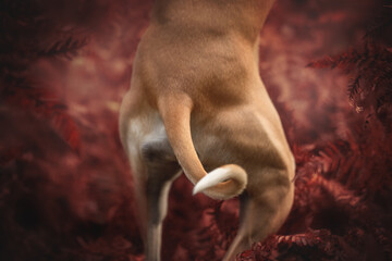 Close-up portrait of a whippet dog's tail in red autumn fern. Muscular dog.