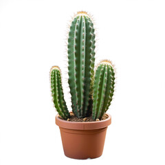 Cactus plant growing in terracotta pot on white background