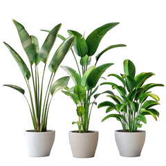 Tropical Banana Plants Collection in White Pots Isolated