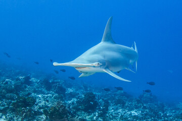 Hammerhead shark, French Polynesia