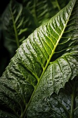  abstract composition, leaf of green plant ( more backgrounds in my gallery )