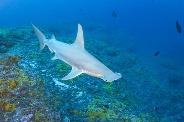 Hammerhead shark, French Polynesia
