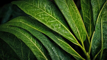 Fototapeta premium abstract composition, leaf of green plant ( more backgrounds in my gallery )