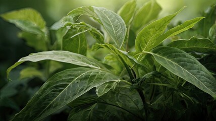  abstract composition, leaf of green plant ( more backgrounds in my gallery )