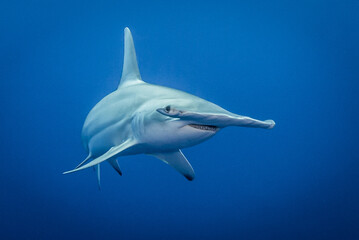 Hammerhead shark, French Polynesia