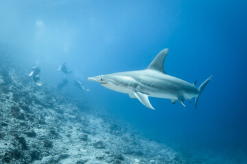Hammerhead shark, French Polynesia
