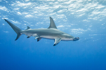 Hammerhead shark, French Polynesia