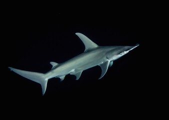 Hammerhead shark, French Polynesia