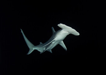 Hammerhead shark, French Polynesia