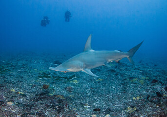 Hammerhead shark, French Polynesia