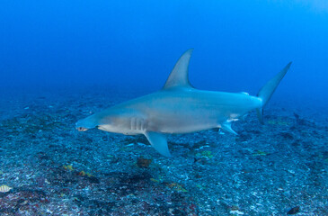 Hammerhead shark, French Polynesia