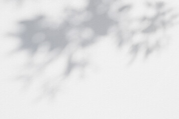 Leaf shadow and light on wall grey background. Nature tropical leaves plant tree branch shade sunshine . Sunlight on white wall texture for background wallpaper, shadows overlay effect foliage mockup