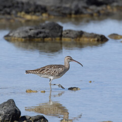 Eurasian whimbrel at the beach (Fuerteventura, Spain)
