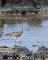 Eurasian whimbrel at the beach (Fuerteventura, Spain)