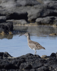 Obraz premium Eurasian whimbrel at the beach (Fuerteventura, Spain)
