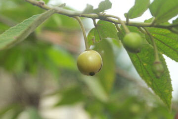Muntingia calabura or jamaica cherry on tree