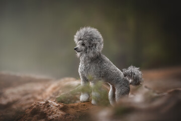 Silver miniature poodle dog posing in a pine forest. Profile view. Sandy field