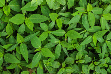 Obraz premium Close-up view of a dense ground cover of vibrant green leaves, interwoven with slender vines and small, delicate white flowers.