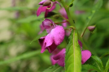 flower in the garden