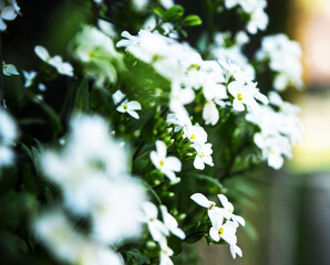 nature in Italy spring 2024