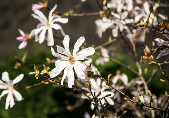 nature in Italy spring 2024