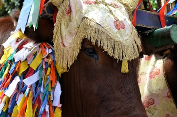 Sant'Antioco, Sardinia 05.05.2019: The typical oxen of the "tracca sarda" dressed for the parade of Sant'Antioco along the streets