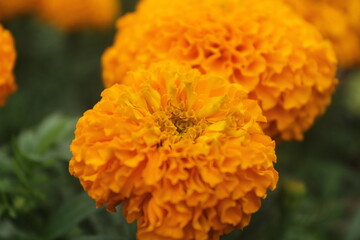 marigold flowers