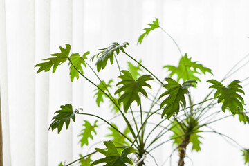明るいリビングルームの窓際の観葉植物