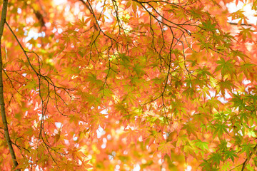 赤黄色に色づく木々　神戸市の高台,保久良神社で撮影
