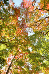 赤黄色に色づく木々　神戸市の高台,保久良神社で撮影