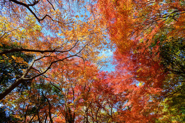 赤黄色に色づく木々　神戸市の高台,保久良神社で撮影