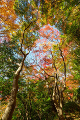 赤黄色に色づく木々　神戸市の高台,保久良神社で撮影