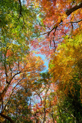 赤黄色に色づく木々　神戸市の高台 保久良神社で撮影