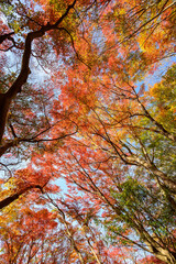 赤黄色に色づく木々　神戸市の高台,保久良神社で撮影