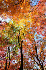 赤黄色に色づく木々　神戸市の高台,保久良神社で撮影