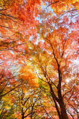 赤黄色に色づく木々　神戸市の高台保久良神社で撮影