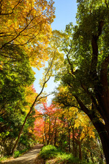 赤黄色に色づく木々　神戸市の高台保久良神社で撮影