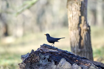 blackbird sits on a tree stump with beautiful green background
