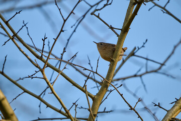wren on a twig with blue sky