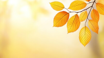 Autumn leaves against a soft, blurred background.